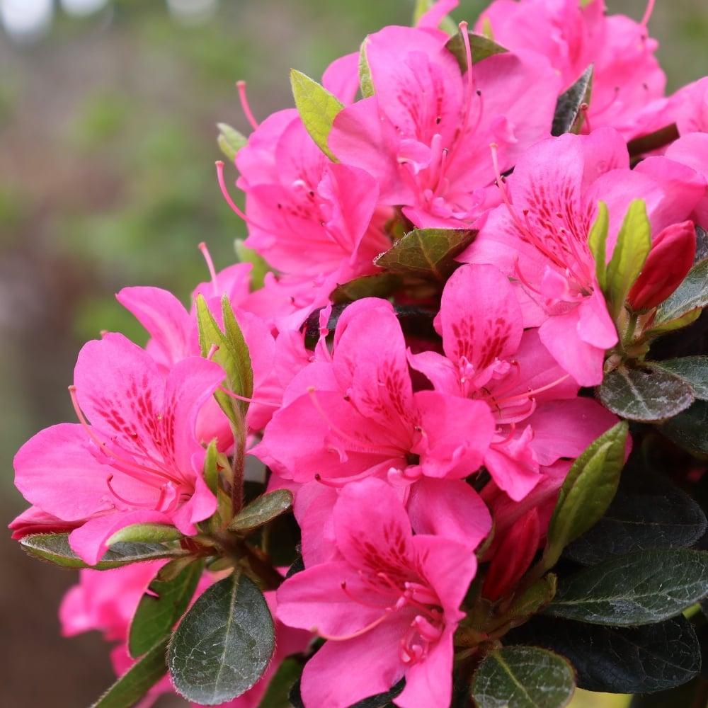 Azalea 'perfecto Mundo Double Dark Pink' - View 17 from www redcrocus com