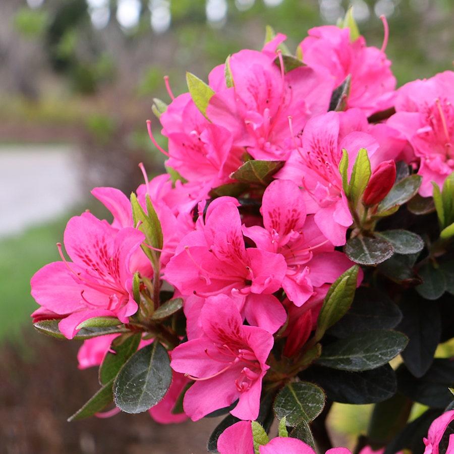 Azalea 'perfecto Mundo Double Dark Pink' - View 19 from www redcrocus com