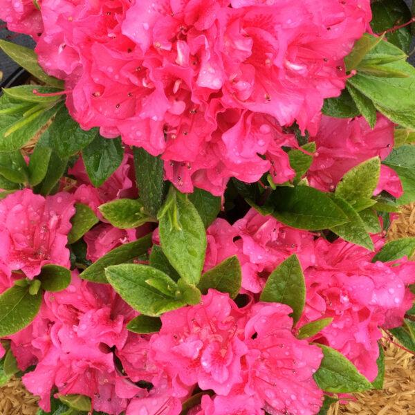 Azalea 'perfecto Mundo Double Dark Pink' - View 20 from www redcrocus com
