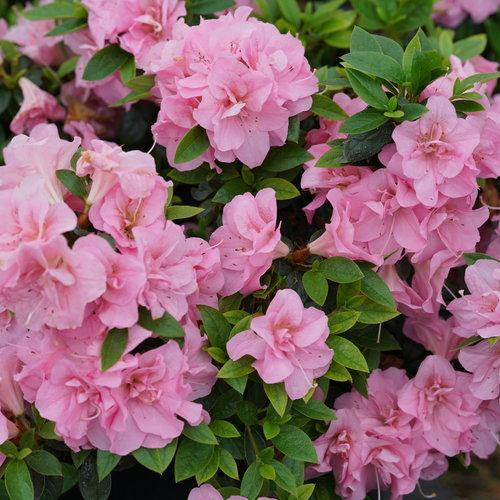 Azalea 'perfecto Mundo Double Dark Pink' - View 29 from www redcrocus com