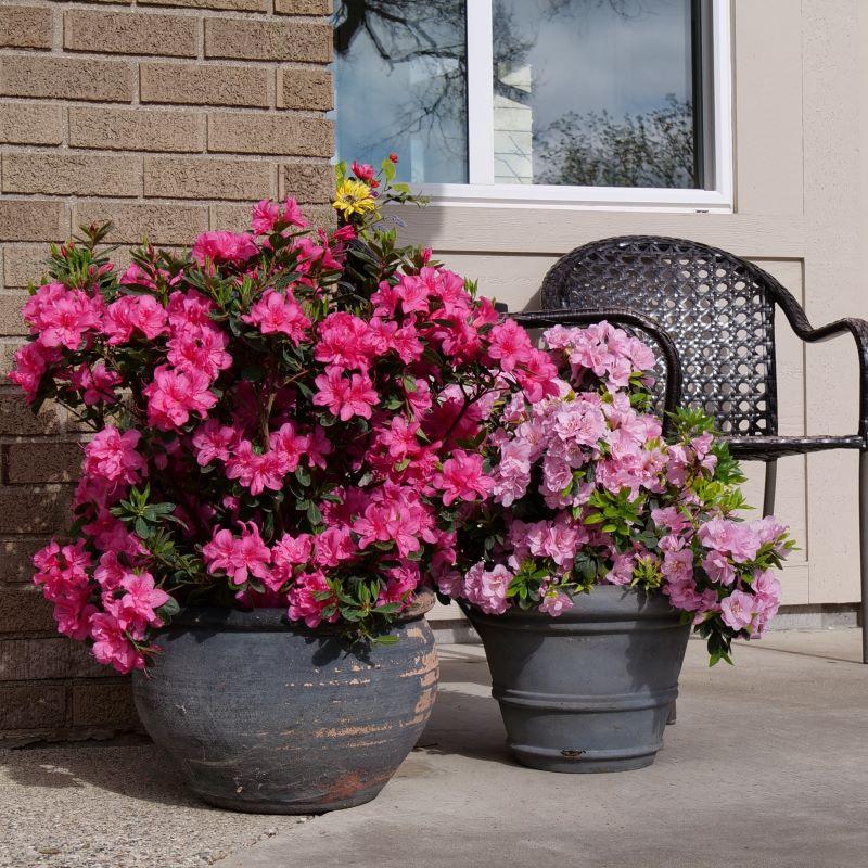 Azalea 'perfecto Mundo Double Dark Pink' - View 2 from www redcrocus com