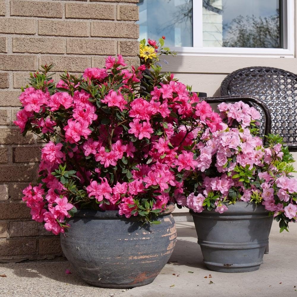 Azalea 'perfecto Mundo Double Dark Pink' - View 30 from www redcrocus com