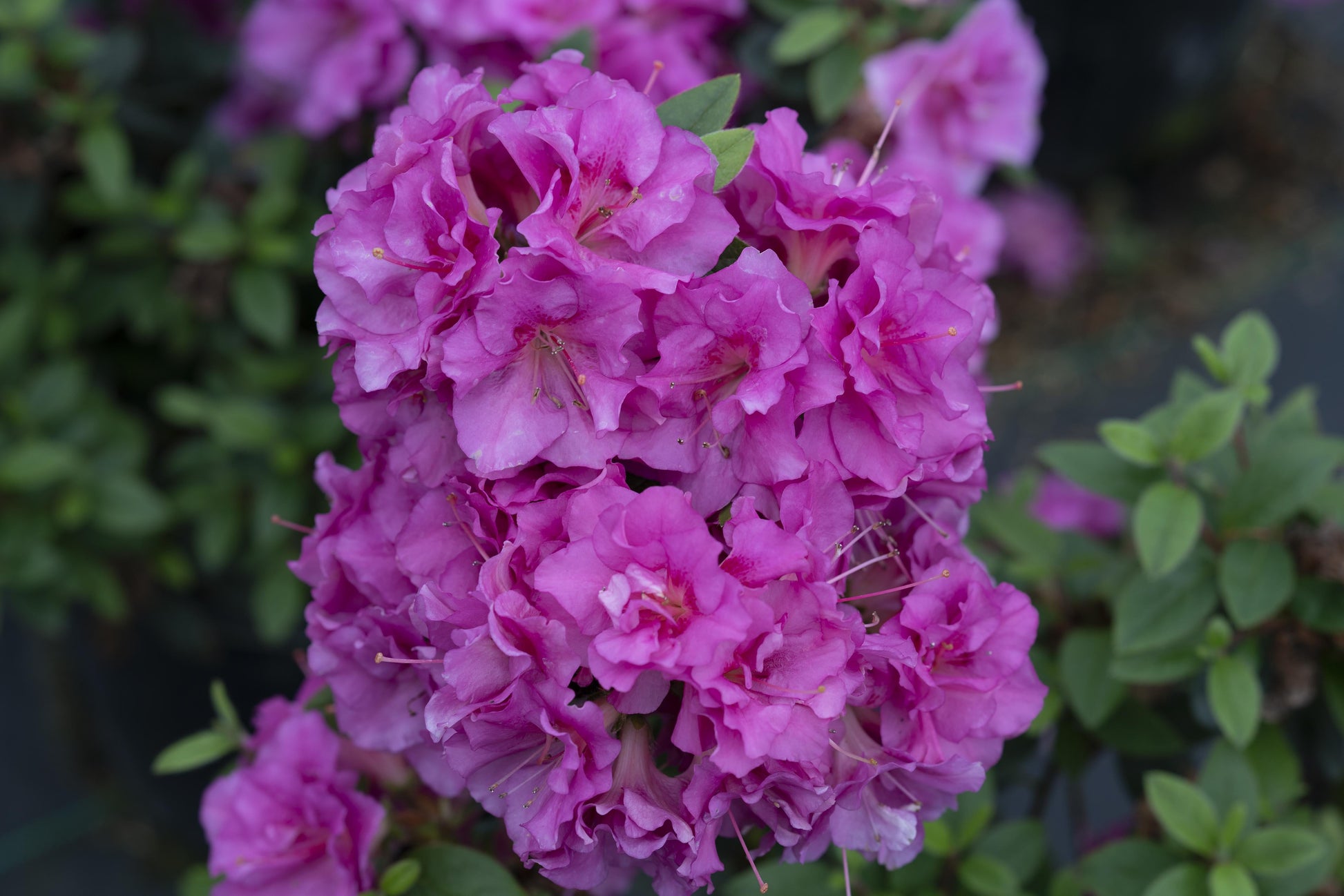 Azalea 'perfecto Mundo Double Dark Pink' - View 33 from www redcrocus com