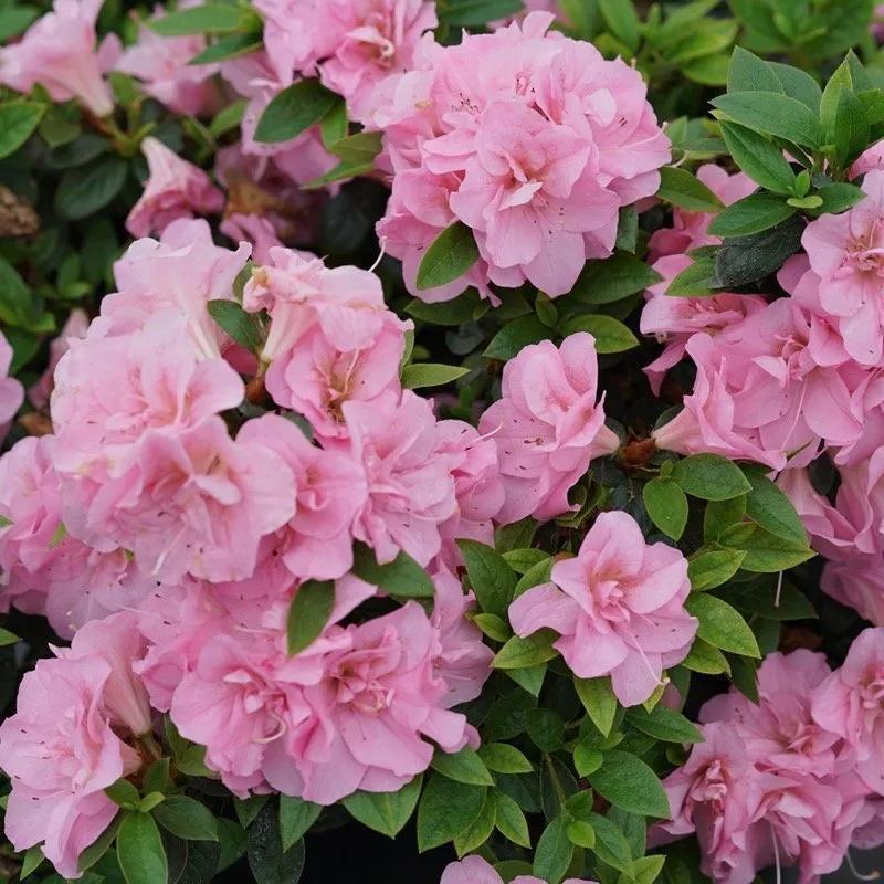 Azalea 'perfecto Mundo Double Dark Pink' - View 36 from www redcrocus com