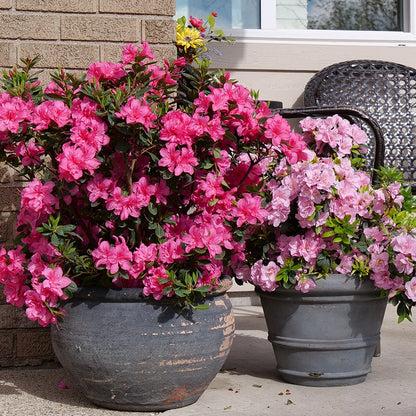 Azalea 'perfecto Mundo Double Dark Pink' - View 37 from www redcrocus com