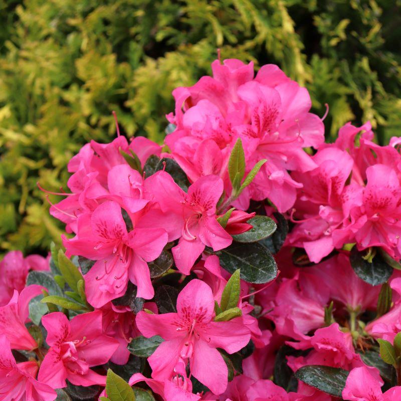 Azalea 'perfecto Mundo Double Dark Pink' - View 3 from www redcrocus com