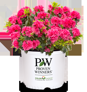 Azalea 'perfecto Mundo Double Dark Pink' - View 5 from www redcrocus com