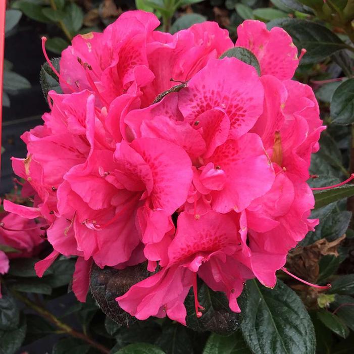 Azalea 'perfecto Mundo Double Dark Pink' - View 6 from www redcrocus com