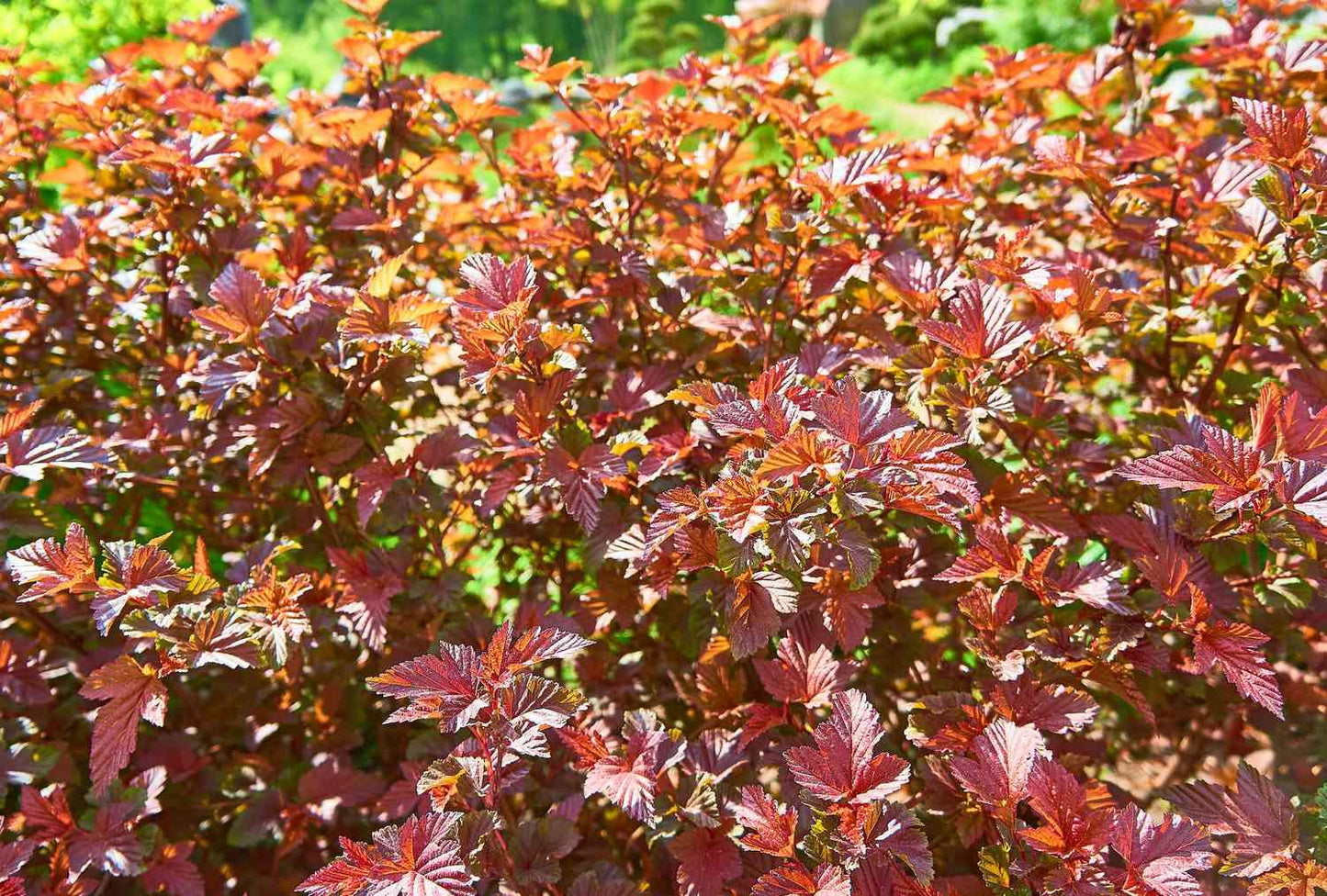 Physocarpus Opulifolius 'amber Jubilee' - View 10 from www redcrocus com