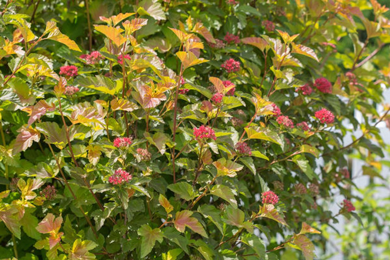 Physocarpus Opulifolius 'amber Jubilee' - View 12 from www redcrocus com