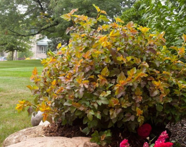 Physocarpus Opulifolius 'amber Jubilee' - View 17 from www redcrocus com