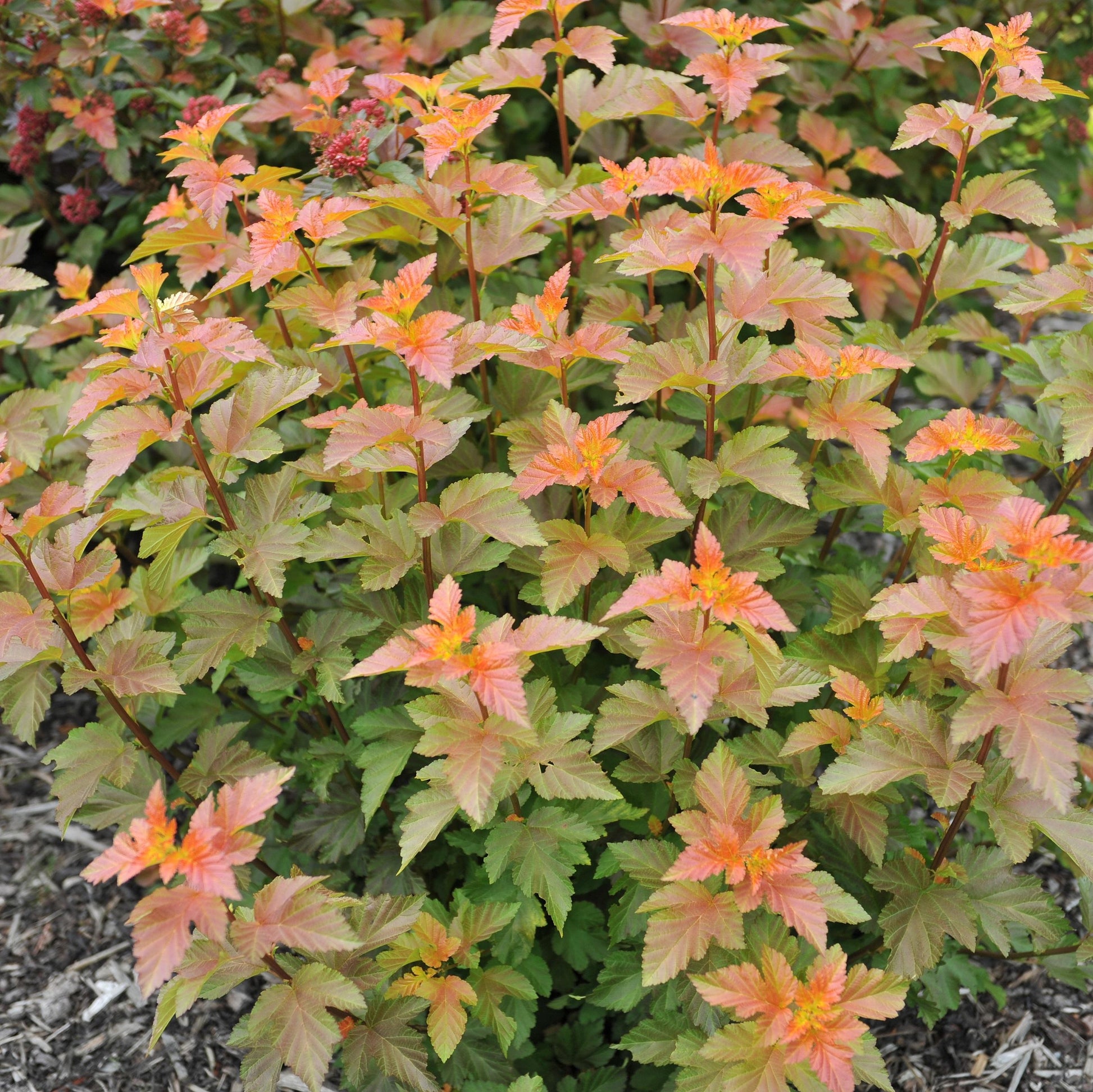Physocarpus Opulifolius 'amber Jubilee' - View 18 from www redcrocus com