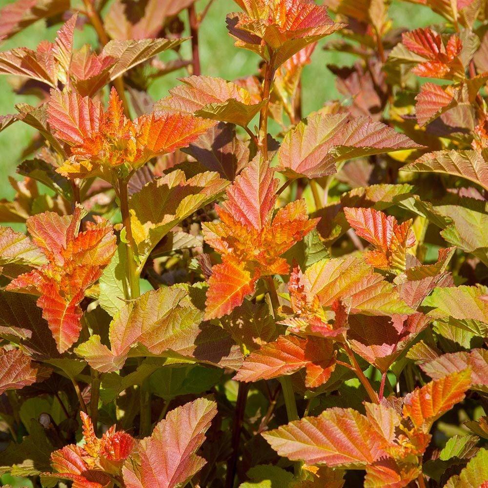 Physocarpus Opulifolius 'amber Jubilee' - View 19 from www redcrocus com