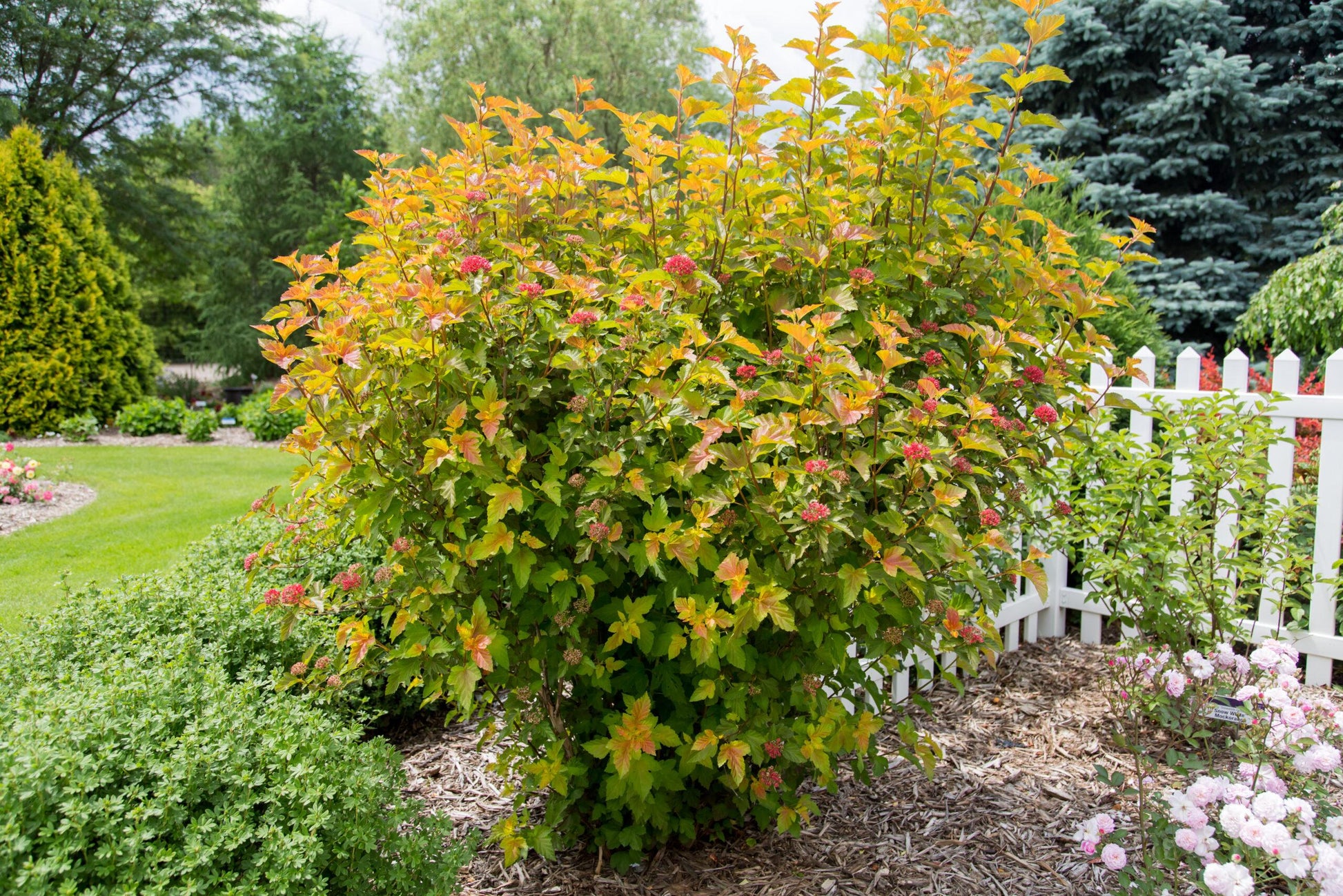 Physocarpus Opulifolius 'amber Jubilee' - View 1 from www redcrocus com