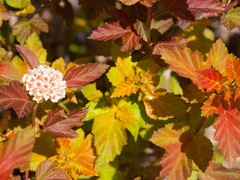 Physocarpus Opulifolius 'amber Jubilee' - View 22 from www redcrocus com