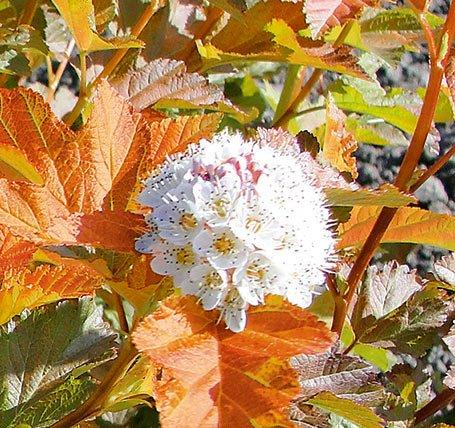 Physocarpus Opulifolius 'amber Jubilee' - View 29 from www redcrocus com