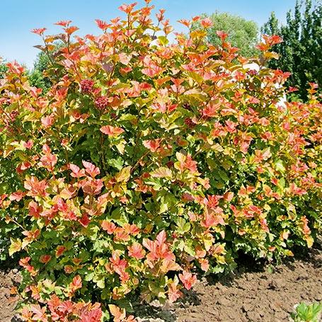 Physocarpus Opulifolius 'amber Jubilee' - View 2 from www redcrocus com