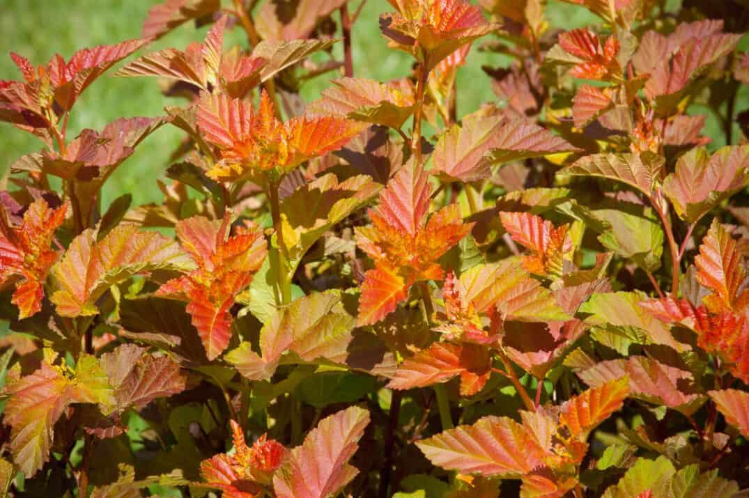 Physocarpus Opulifolius 'amber Jubilee' - View 30 from www redcrocus com