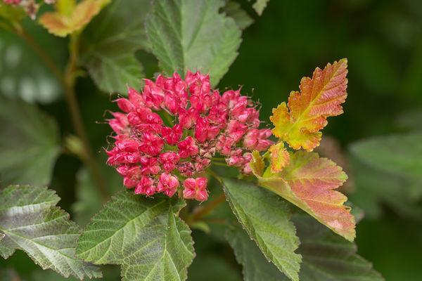 Physocarpus Opulifolius 'amber Jubilee' - View 31 from www redcrocus com