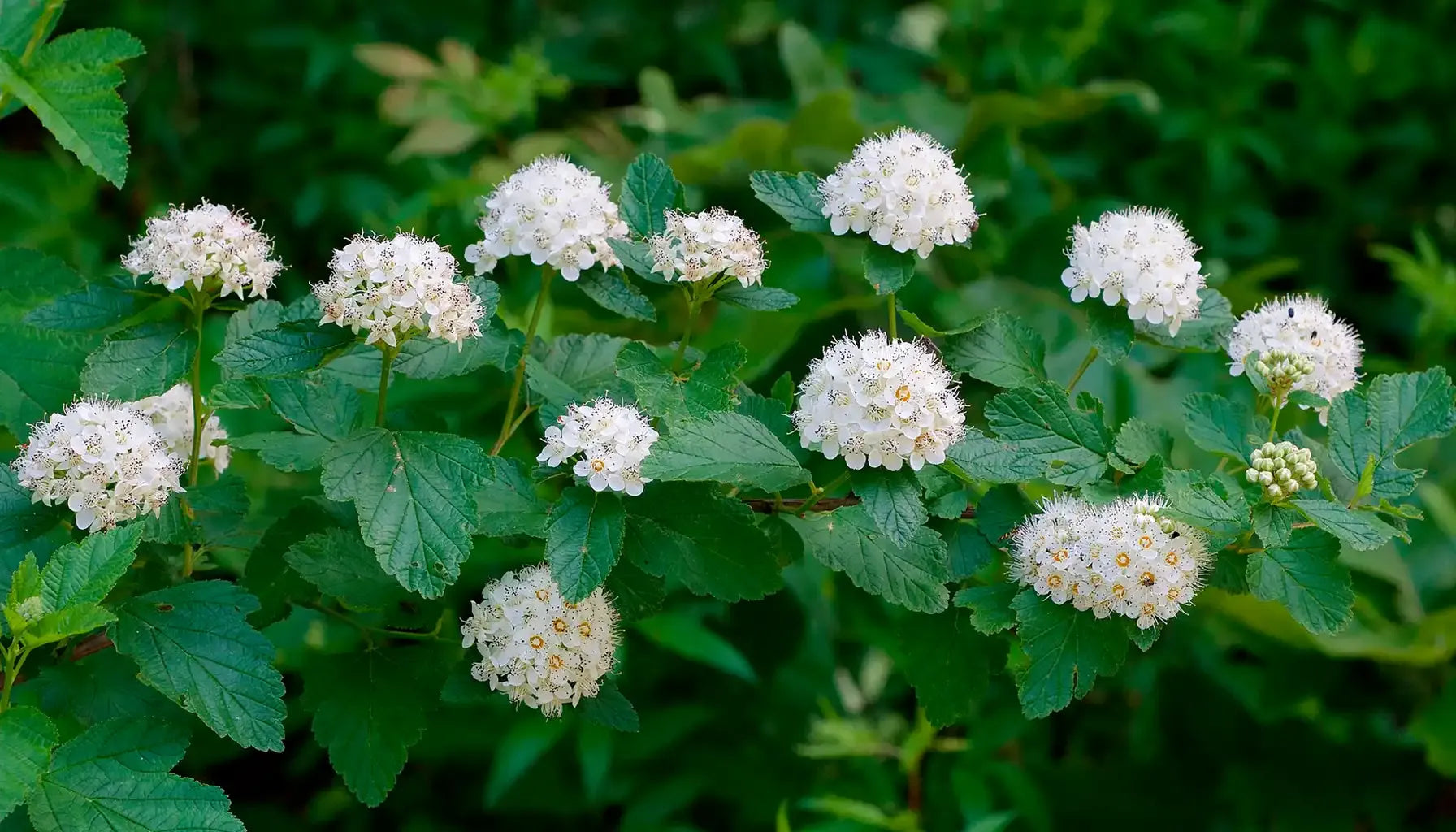Physocarpus Opulifolius 'amber Jubilee' - View 32 from www redcrocus com