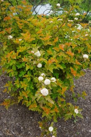 Physocarpus Opulifolius 'amber Jubilee' - View 34 from www redcrocus com