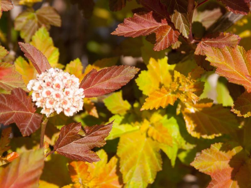 Physocarpus Opulifolius 'amber Jubilee' - View 35 from www redcrocus com