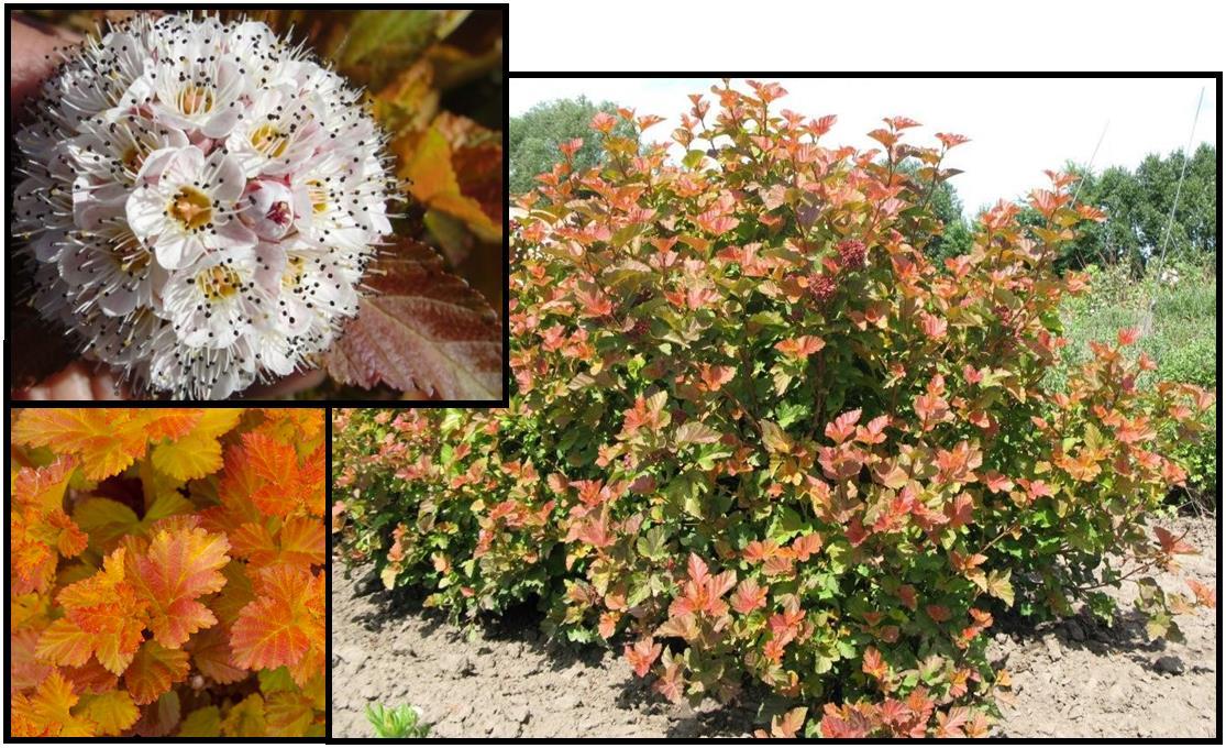 Physocarpus Opulifolius 'amber Jubilee' - View 4 from www redcrocus com