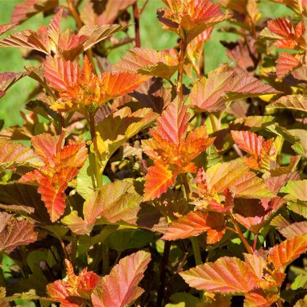 Physocarpus Opulifolius 'amber Jubilee' - View 5 from www redcrocus com