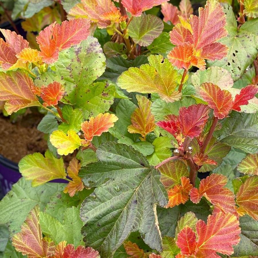 Physocarpus Opulifolius 'amber Jubilee' - View 8 from www redcrocus com