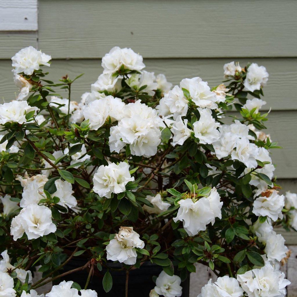 Azalea 'perfecto Mundo Double White' - View 10 from www redcrocus com