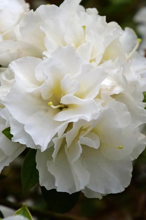 Azalea 'perfecto Mundo Double White' - View 12 from www redcrocus com