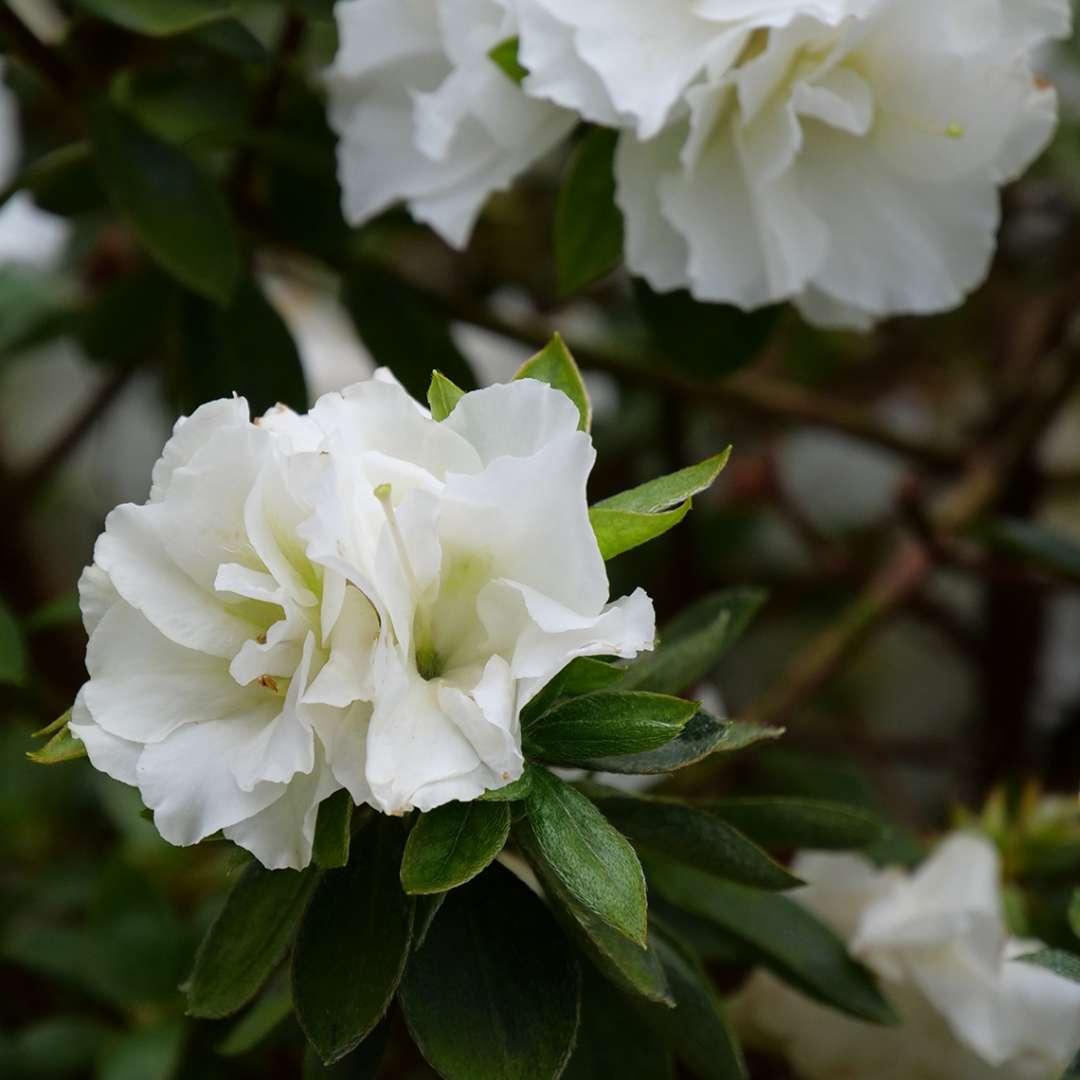 Azalea 'perfecto Mundo Double White' - View 18 from www redcrocus com