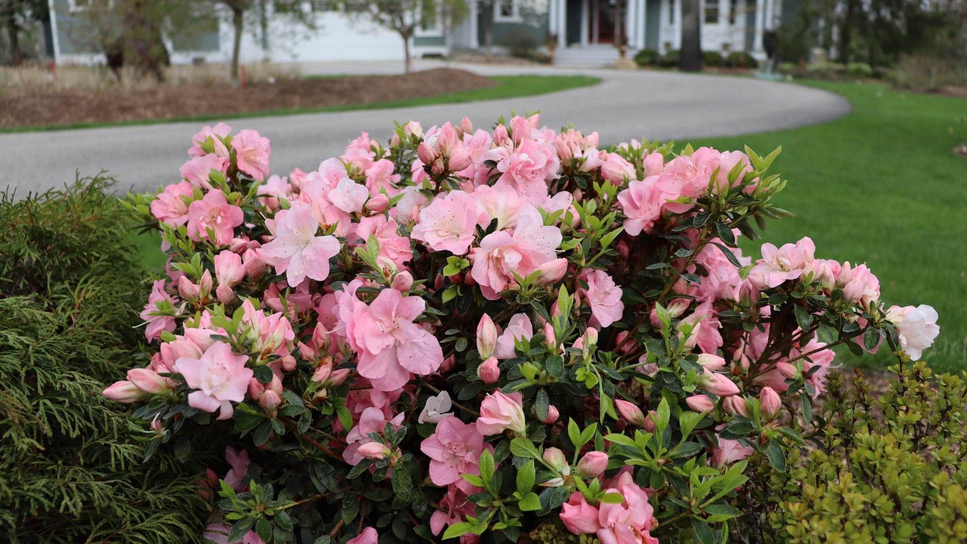Azalea 'perfecto Mundo Double White' - View 19 from www redcrocus com