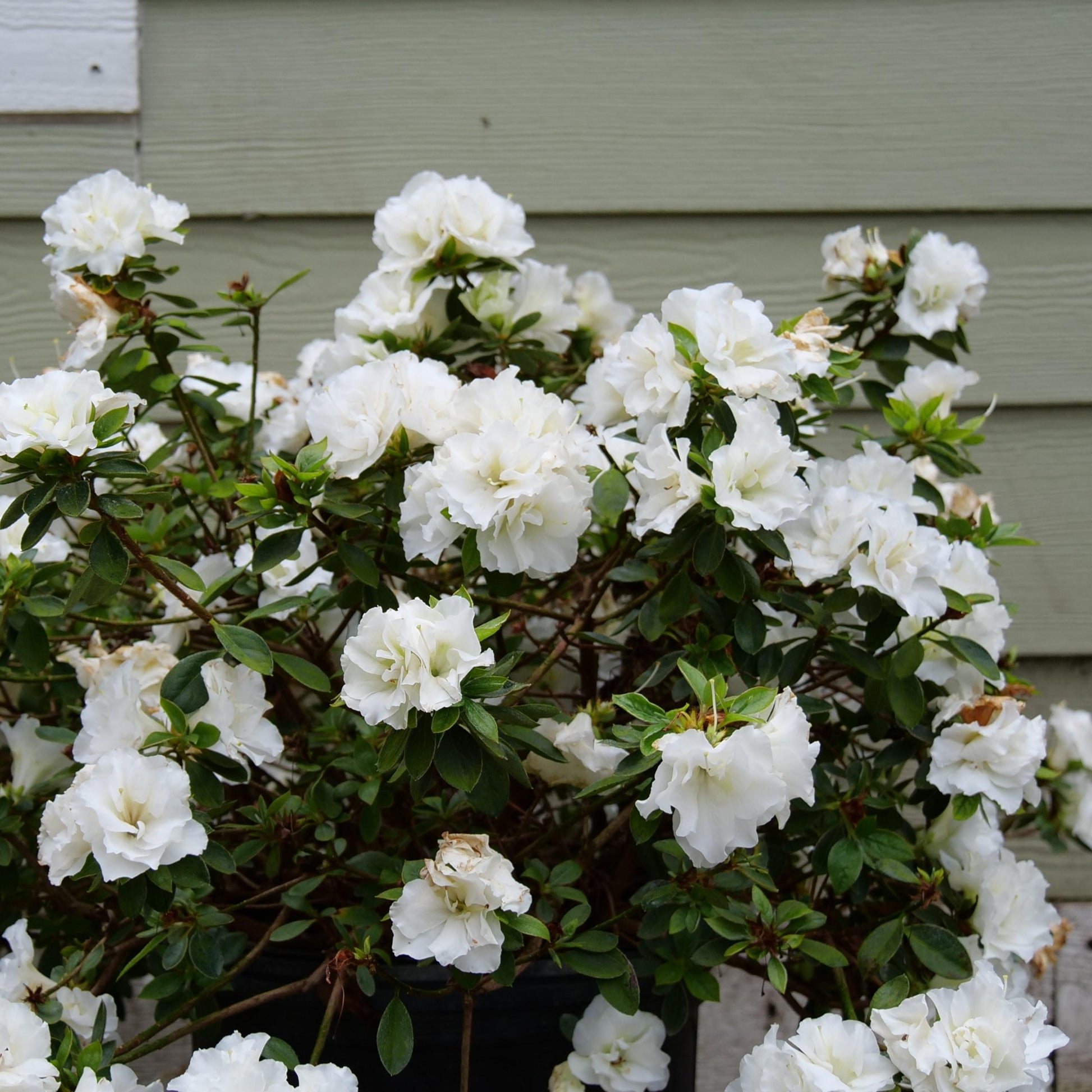 Azalea 'perfecto Mundo Double White' - View 1 from www redcrocus com
