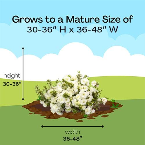 Azalea 'perfecto Mundo Double White' - View 20 from www redcrocus com