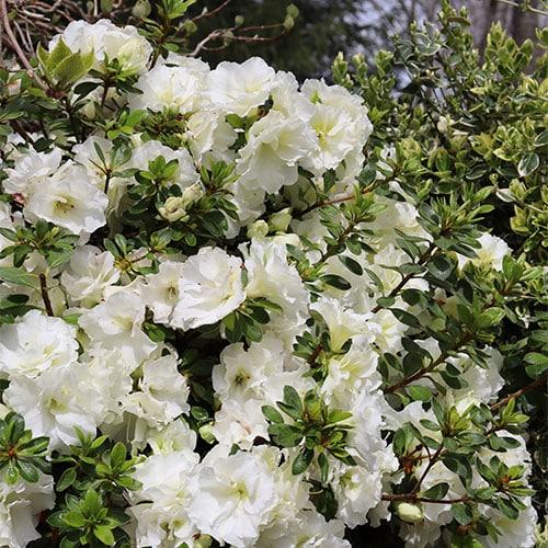 Azalea 'perfecto Mundo Double White' - View 21 from www redcrocus com