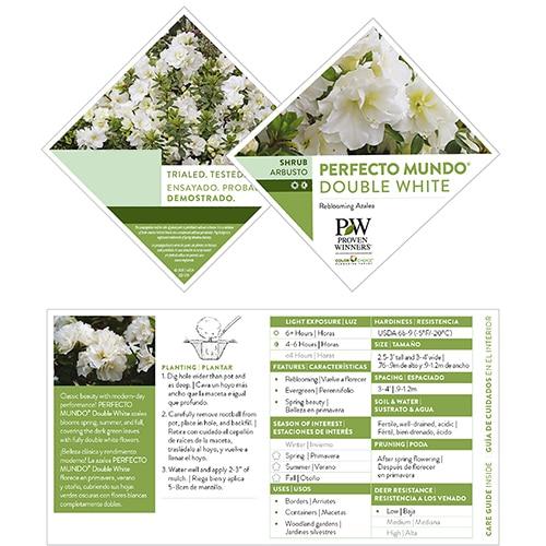 Azalea 'perfecto Mundo Double White' - View 22 from www redcrocus com