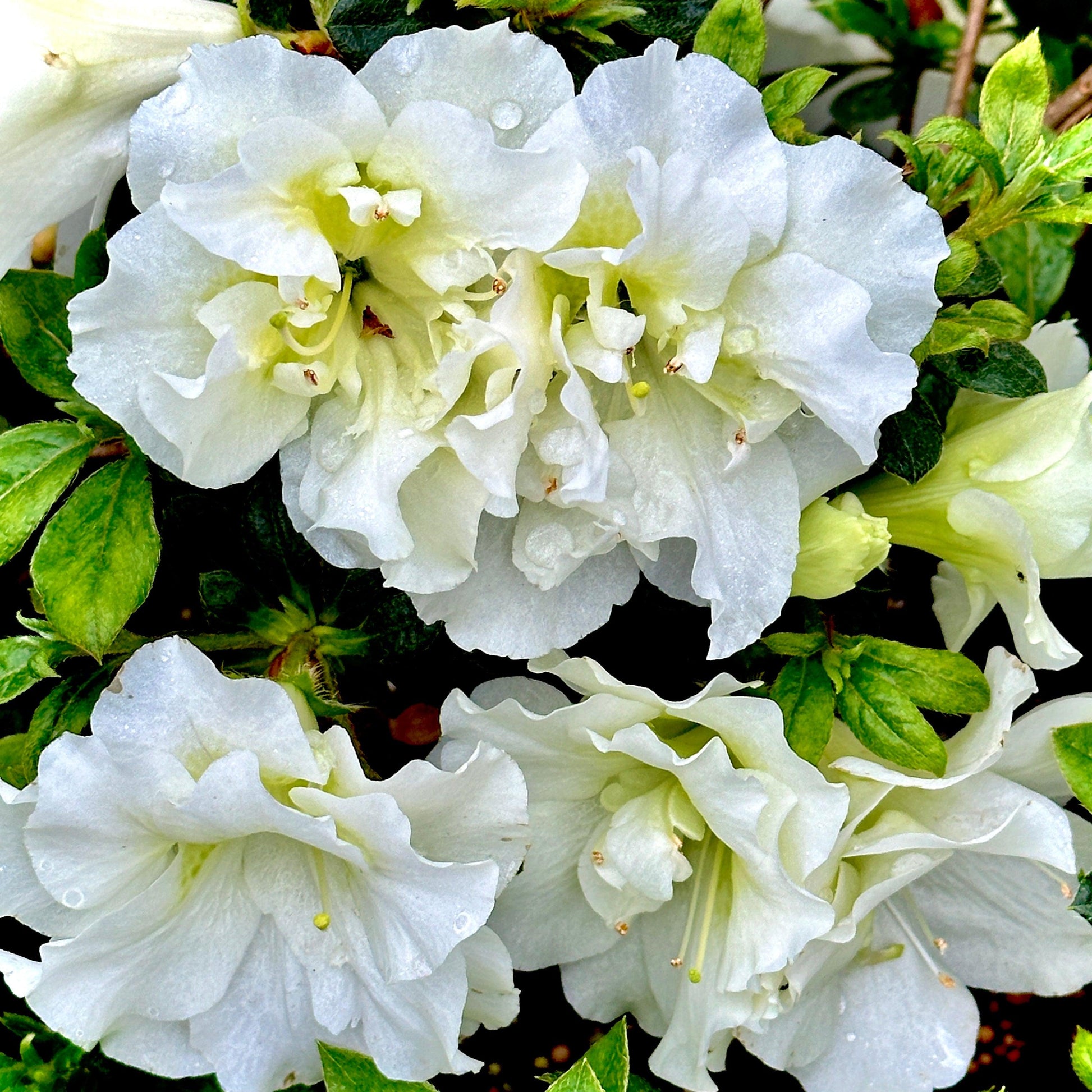 Azalea 'perfecto Mundo Double White' - View 23 from www redcrocus com