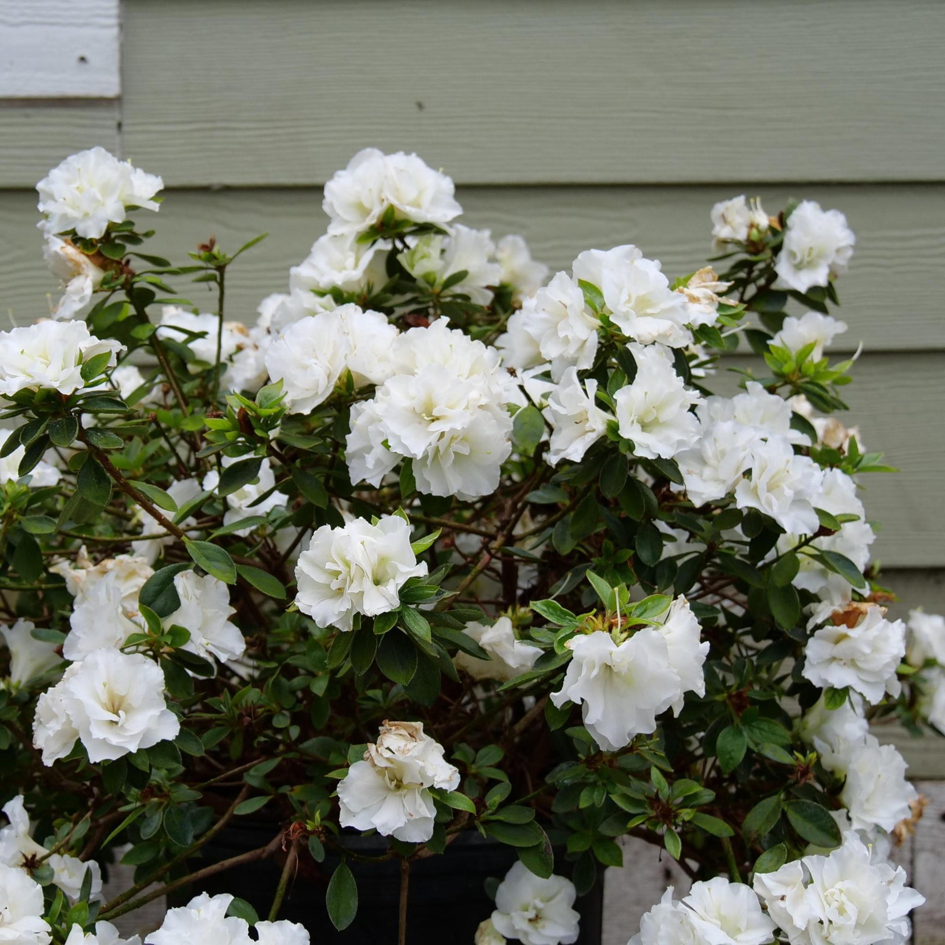 Azalea 'perfecto Mundo Double White' - View 24 from www redcrocus com