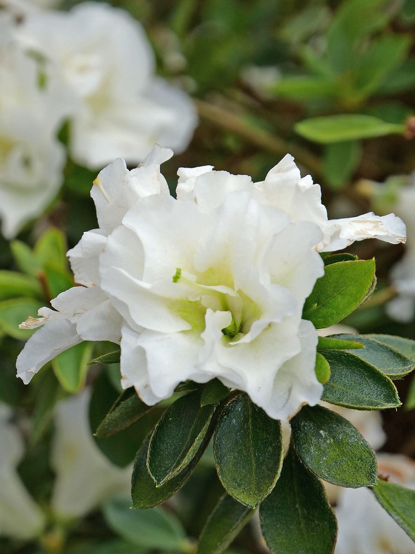 Azalea 'perfecto Mundo Double White' - View 26 from www redcrocus com