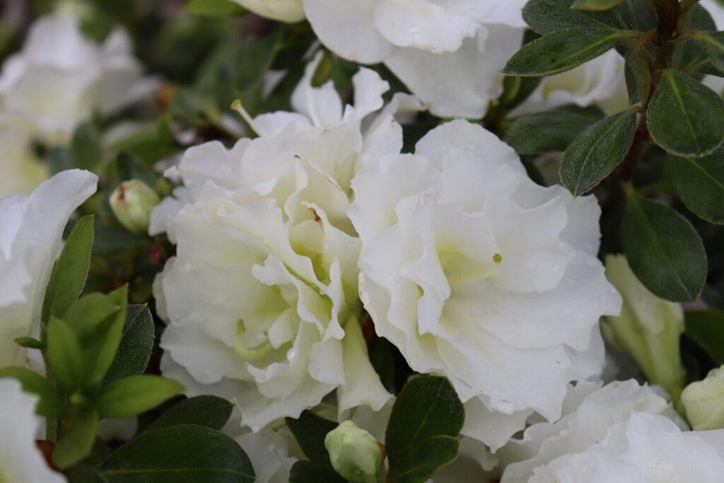 Azalea 'perfecto Mundo Double White' - View 27 from www redcrocus com