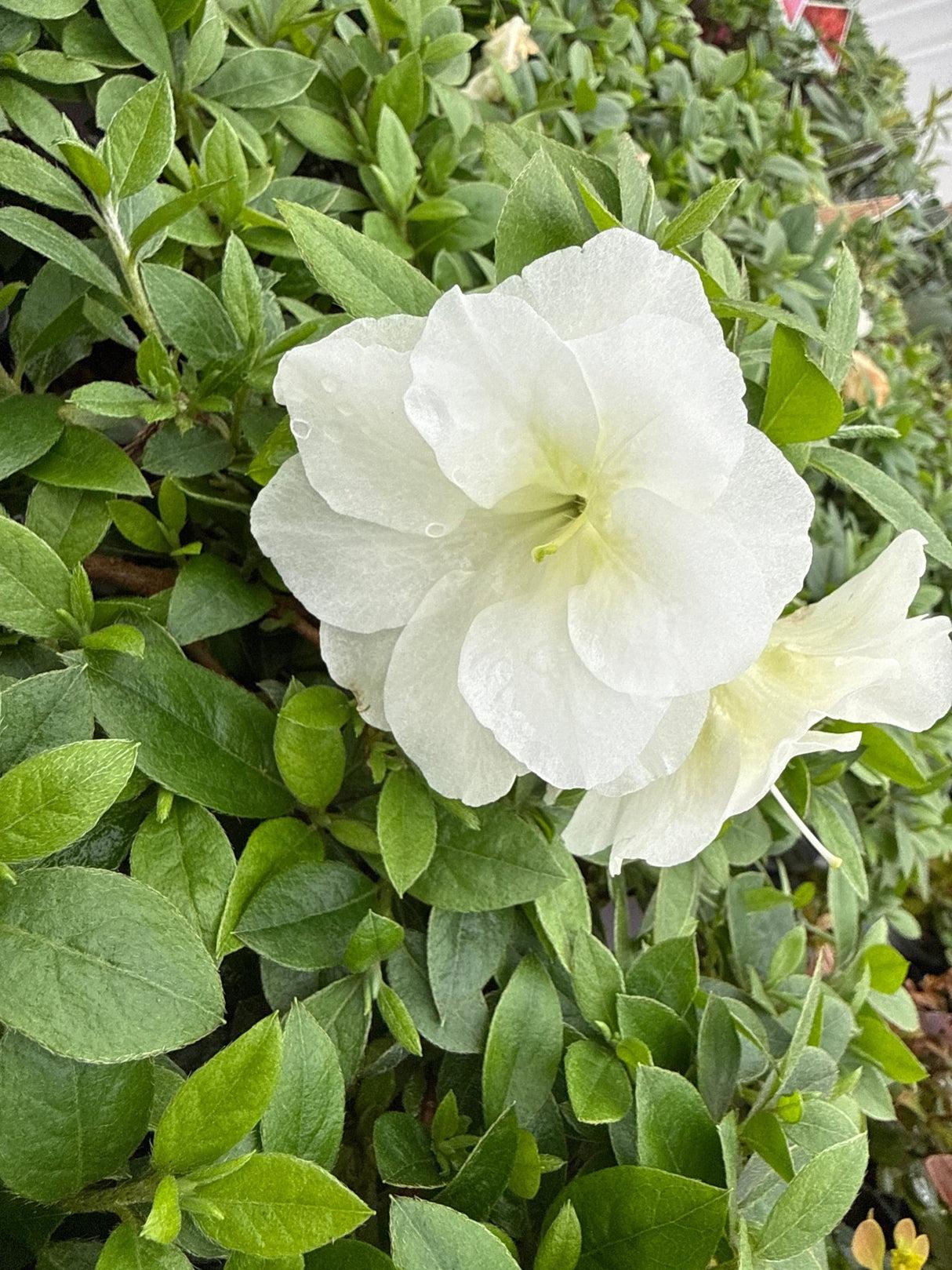 Azalea 'perfecto Mundo Double White' - View 28 from www redcrocus com
