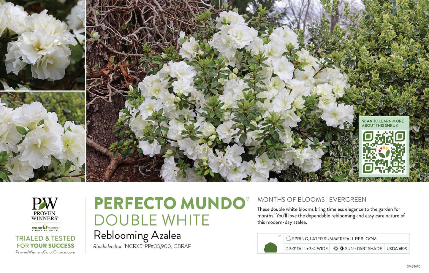 Azalea 'perfecto Mundo Double White' - View 2 from www redcrocus com
