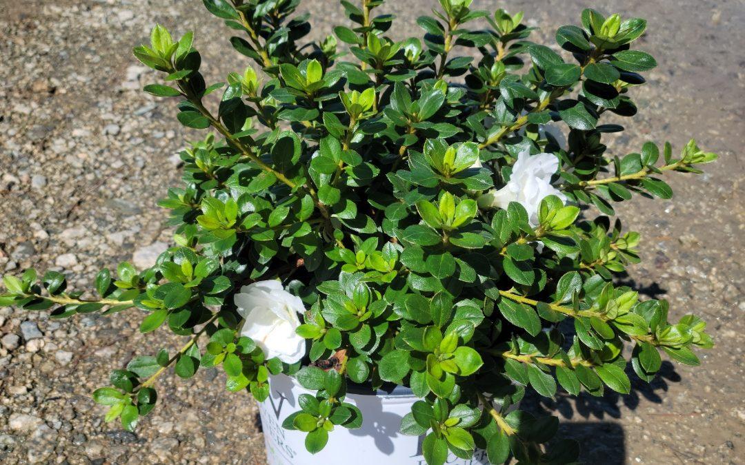 Azalea 'perfecto Mundo Double White' - View 4 from www redcrocus com
