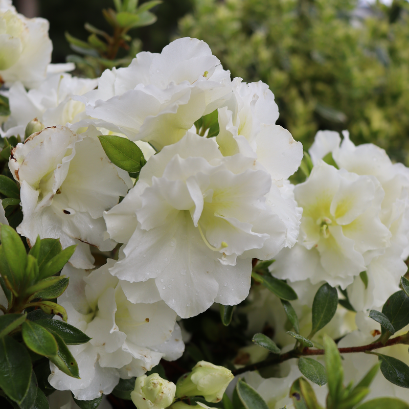 Azalea 'perfecto Mundo Double White' - View 8 from www redcrocus com