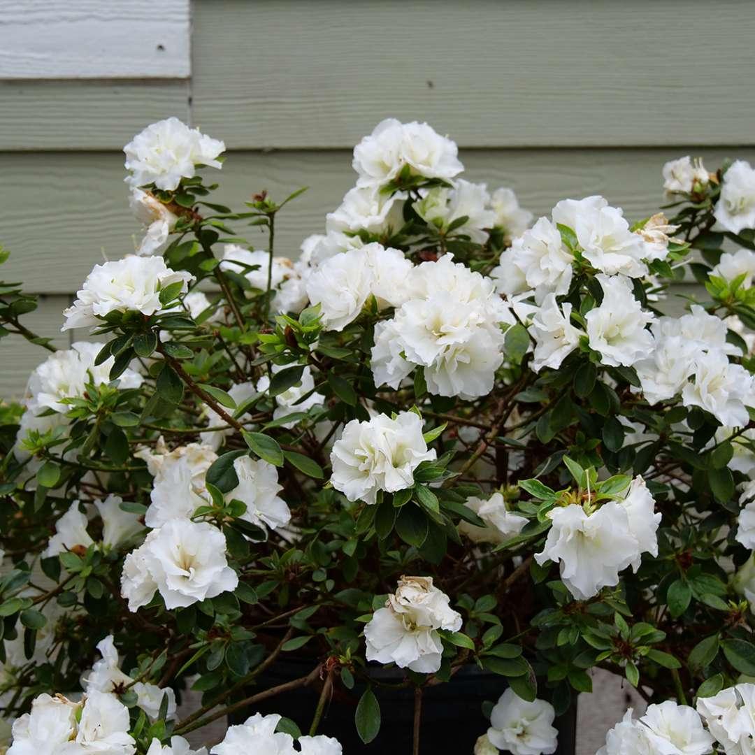 Azalea 'perfecto Mundo Double White' - View 9 from www redcrocus com