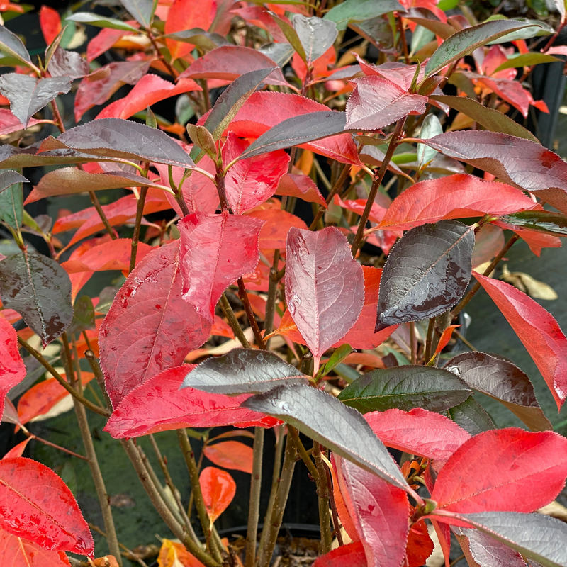 Aronia Melanocarpa 'low Scape Snowfire' - View 10 from www redcrocus com