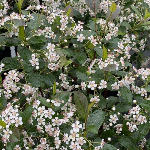 Aronia Melanocarpa 'low Scape Snowfire' - View 11 from www redcrocus com