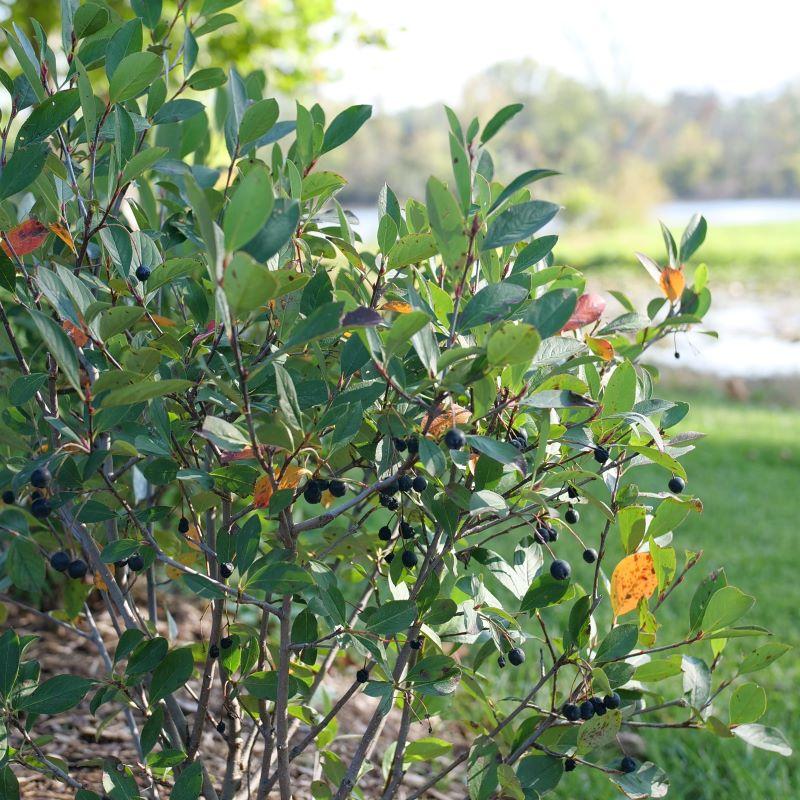 Aronia Melanocarpa 'low Scape Snowfire' - View 13 from www redcrocus com