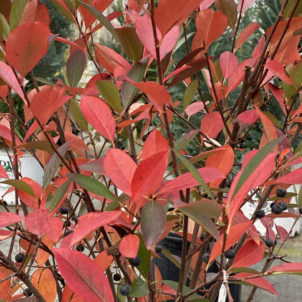 Aronia Melanocarpa 'low Scape Snowfire' - View 14 from www redcrocus com